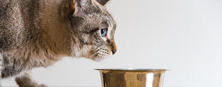 腎臓病の猫の正しい食事は？療法フードで病気を管理・予防しよう