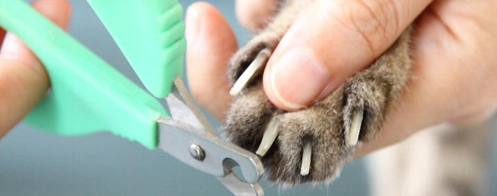 猫の爪切りのコツを知りたい方必見！暴れる猫の爪を上手に切る方法