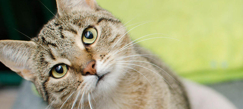 猫の体の謎　宝石のような美しさ。猫の眼には不思議がたくさん《cat academy第3回》