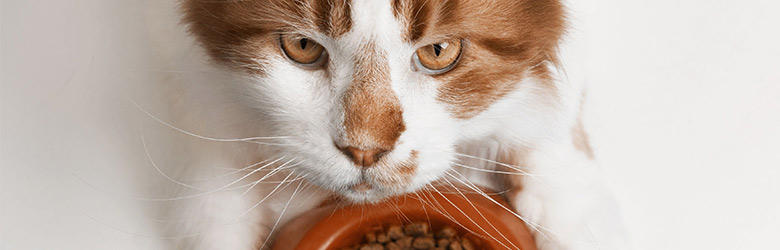 シニア猫が固形食を食べなくなった？キャットフードを食べない高齢猫の食事対策
