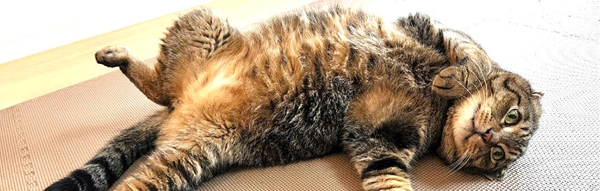 全ての猫たちの元気な体作りをサポート「ベースケア」NEW｜プレミアムキャットフード専門店「たまのおねだり（tama）」｜初回送料無料