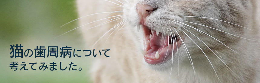 猫の健康と歯の関係について改めて考えてみました。[#猫の歯周病について]