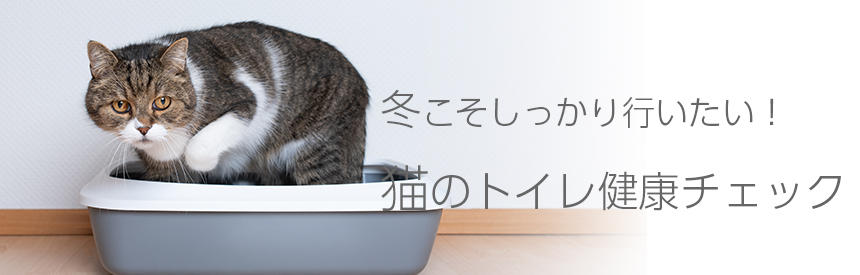猫の適切な尿pHはどれくらい？いつ測る？おしっこの健康チェック