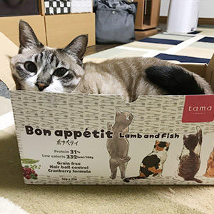 リンの数値が低めなことも、ボナペティの大きな魅力。美味しさと猫の体に優しい栄養バランスだけではなく、猫の体をやさしく包む箱も人気の秘密なのです！