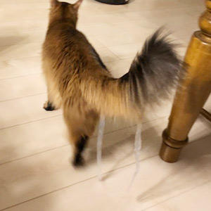 ビニール紐で散々遊んだ後に意気揚々と静電気を発生させているスタッフ猫の図