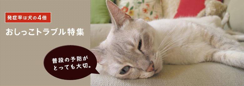 猫のおしっこトラブル（泌尿器下部疾患・ストラバイト結石）特集
