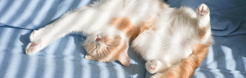 猫にとって紫外線は不要？重要？気になる猫の健康と日光の関係について