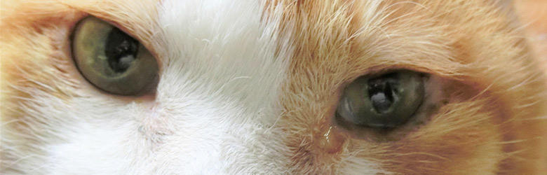 猫の目の異変に気が付いたら。目ヤニが多い、涙が出ている時などにチェックしたいこと