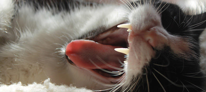 猫の口臭・歯周病に嬉しい成分のサプリメントは、ハミガキが苦手な猫にオススメ