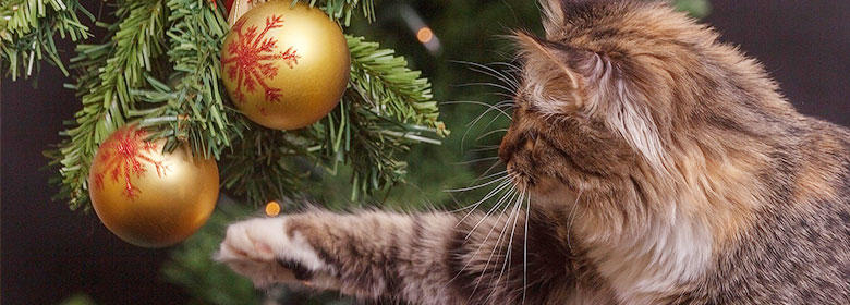 スウェーデンのクリスマスには、猫のパン。不思議な世界のクリスマス。