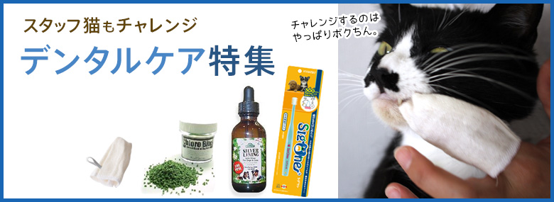 デンタルケアを始めよう