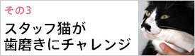スタッフ猫がデンタルケアにチャレンジ