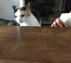 エコロロオーガニックコットン　デリケートフィンガー