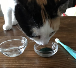 エコロロオーガニックコットン　デリケートフィンガー