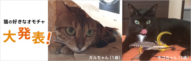 猫の好きなオモチャ大発表