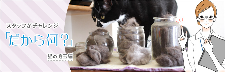 スタッフがチャレンジ「だから何？」猫の毛編