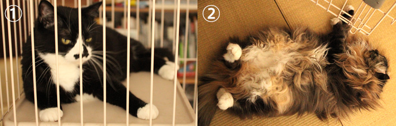 スタッフ猫の画像