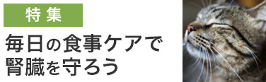 毎日の食事ケアで腎臓を守ろう