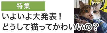 どうして猫ってかわいいの