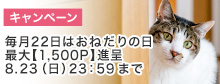 ポイントプレゼント