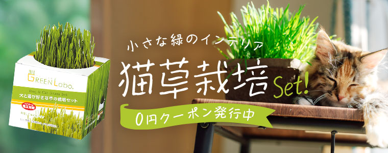 猫草