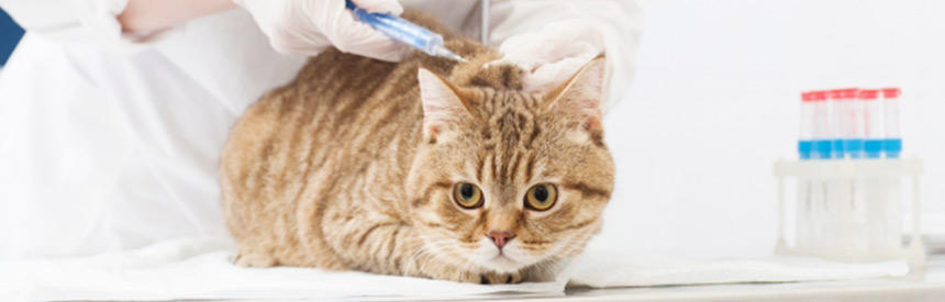 猫の血液検査の疑問。いつから受ける？食事はどうする？
