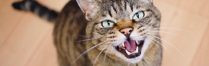猫はおならをする？おならの音・ニオイや原因と対策法について解説