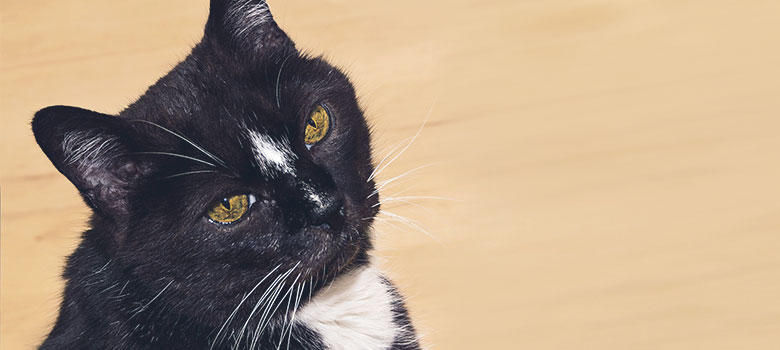 「猫」で振り返る2019年。〜平成から令和への猫たち〜