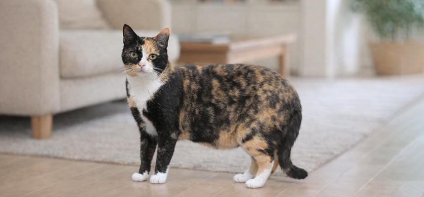猫のお腹がたるむ理由「ルーズスキン（プライモーディアルポーチ）」とは《cat academy》[#猫研究所]