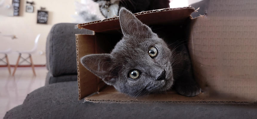 猫と人間の違い【感情編】喜怒哀楽のかたち?猫と人間の「気持ち」のしくみを探る?[#猫研究所]