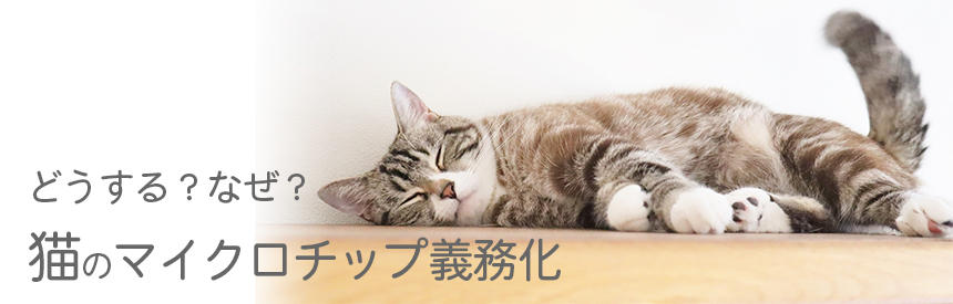 猫にマイクロチップは必須？デメリットはないの？獣医さんに聞いてみました[#獣医師監修]