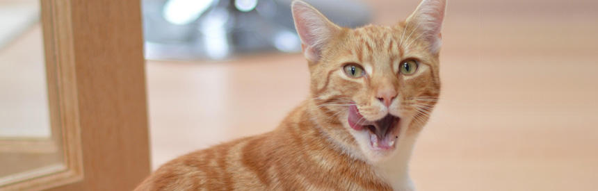 【猫の医療最前線】猫の食欲増進剤（エル―ラ）｜実際に使ってみた変化と併用のポイント[＃獣医師監修]