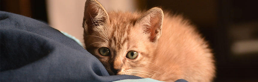 猫風邪とは？症状や原因・感染経路から治療法まで獣医さんが解説[#獣医師監修]
