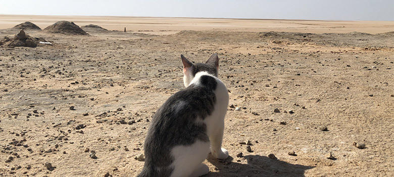 古代エジプトの猫の神様とクレオパトラが愛した猫たちの魅力とは？