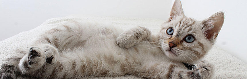 子猫のフードはココが違う！月齢別の食事方法や選び方を紹介[#猫研究所]