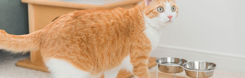 グレインフリーとは？猫に与える影響や選び方を紹介