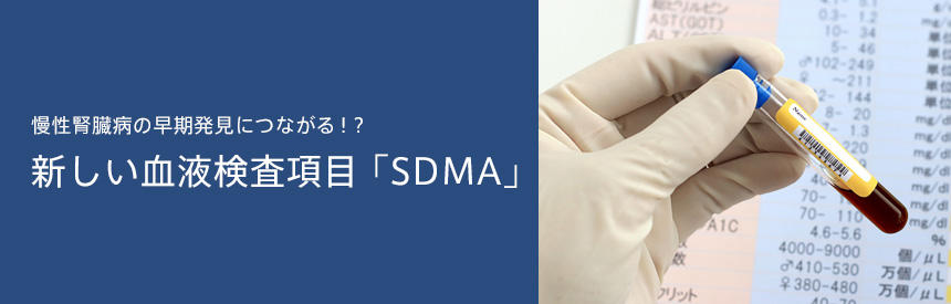 慢性腎臓病の早期発見につながる！？新しい血液検査項目「SDMA」について[#獣医師監修]
