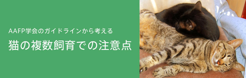 AAFP学会のガイドラインから考える。猫の複数飼育での注意点[#獣医師監修]
