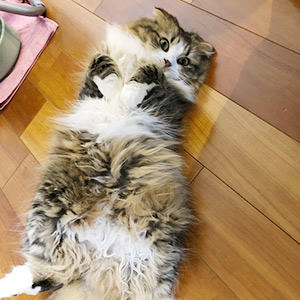 ウンチは猫の健康チェックの大切なポイントですよね。お腹が安定して良かったですね♪これからも元気においしく楽しんでくれますように!