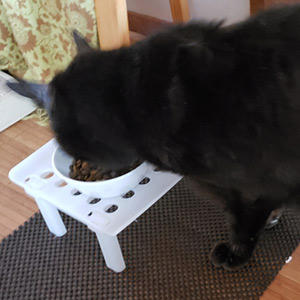 17歳のご長寿猫さんの食欲が戻ってよかったですね。シニアになっても元気は毎日の食事から。ボナペティ ラム&フィッシュはリンの値もとても低くなっていて、シニアにオススメです。