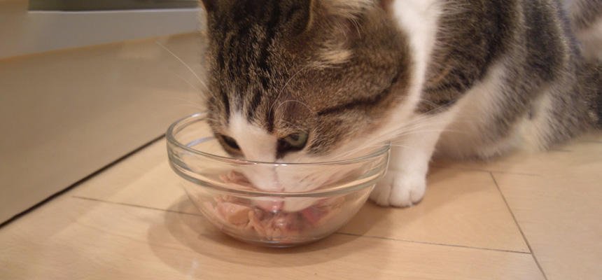 【獣医師さんに聞いてみた】猫の腎臓を守るには？リン・水分・体重から見直す日々のケア