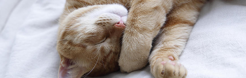 猫の腎臓病（腎不全）とは？原因から予防・治療法まで解説[#獣医師監修]