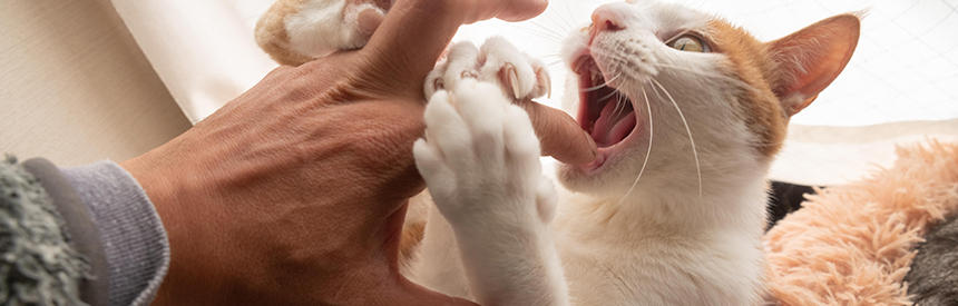 猫が噛む理由と噛まれやすい人の特徴は？噛み癖を改善する方法も紹介[#猫研究所]