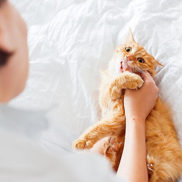 猫が愛情表現で甘噛みする理由