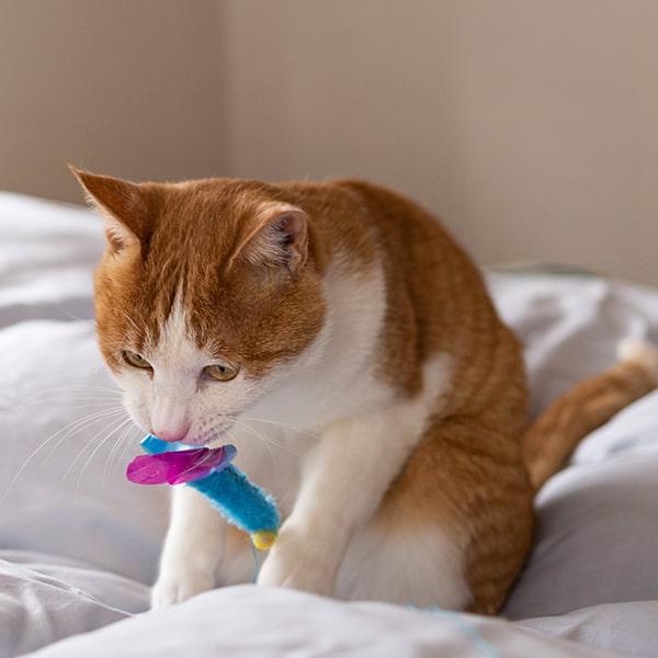 猫に噛まれたときの対処法