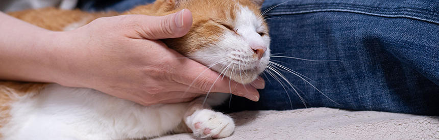 猫が身体をすりすりする理由は？すりすりしてもらう人の特徴も紹介[#猫研究所]