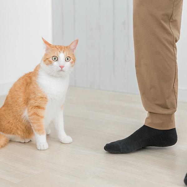 すりすりする猫としない猫