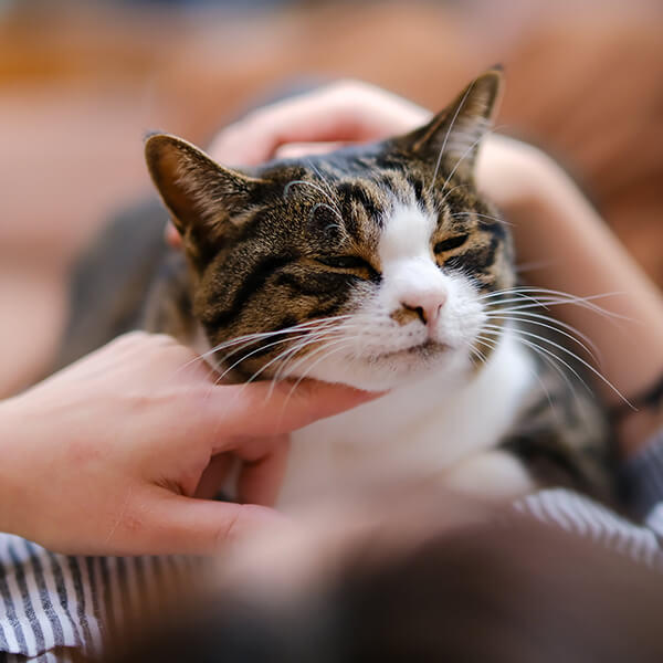 撫でられると気持ちいい
