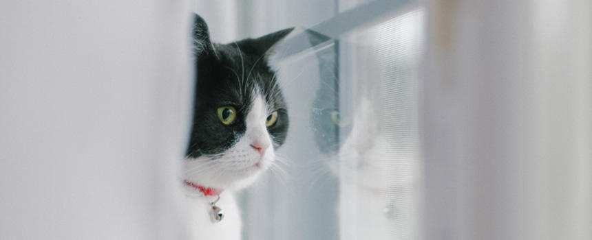 猫の8割は寝ている！？留守番中のスケジュールを公開[#猫研究所]