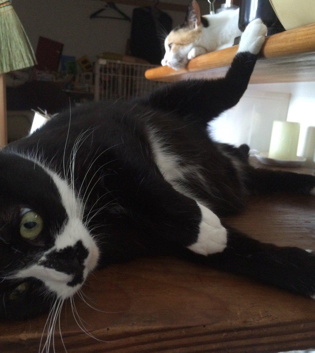 おまたを広げて涼むスタイルであります！